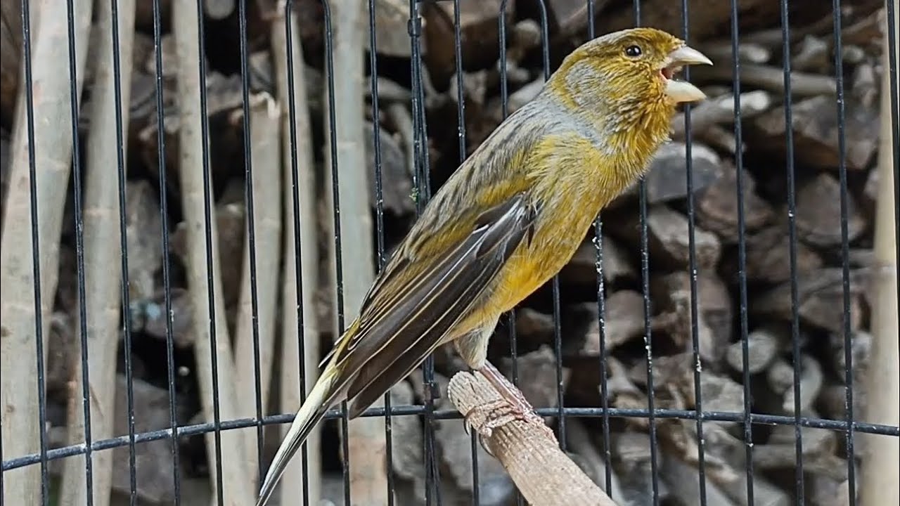 Canary disimpan