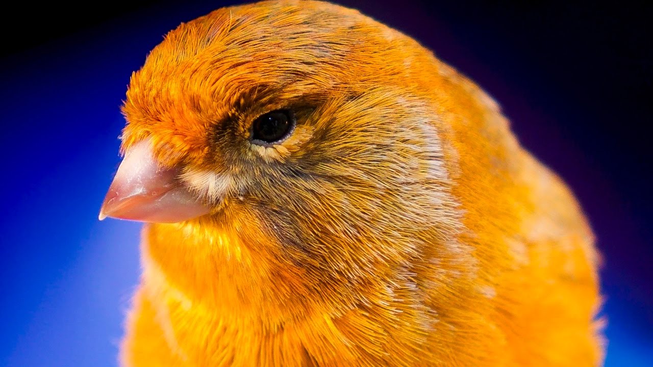 Video burung kenari