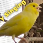 Canary singing Suara kenari paud
