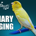 Canary singing birds sounds bird song songs its choose board Canary singing birds sounds bird song songs its choose board