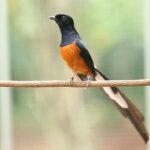 Murai masteran gacor medan Murai masteran gacor medan