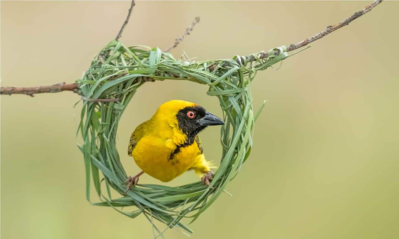 Weaver african bird golden zambia botswana holub