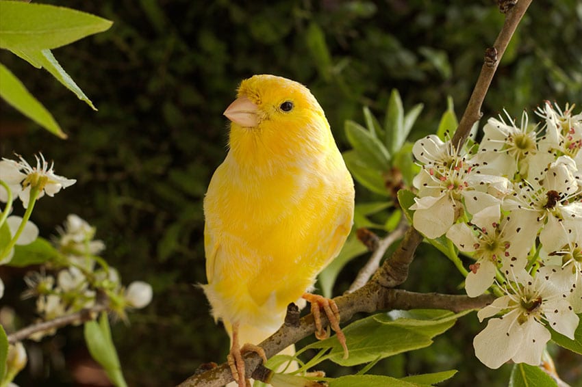 Burung kenari gacor