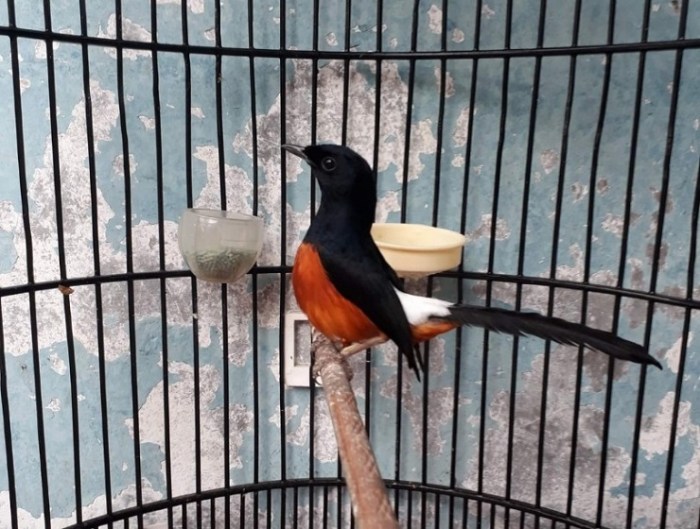 Keunikan Murai Batu Bordan: Jenis yang Populer di Kalangan Kicau Mania