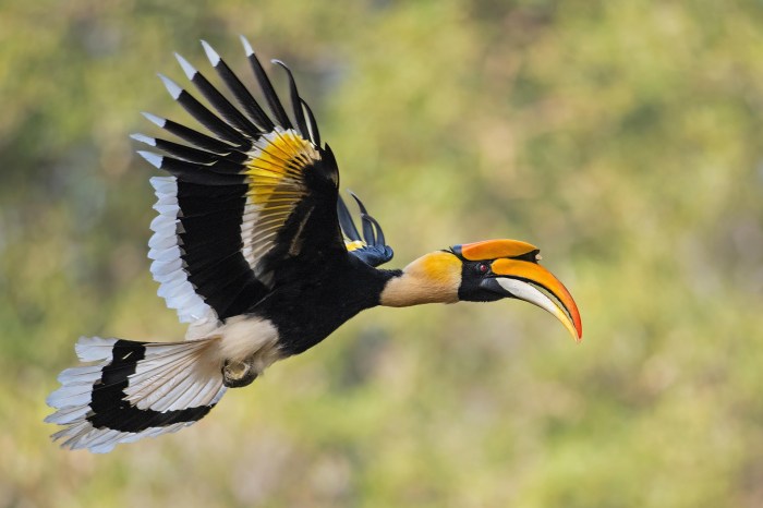 Bagaimana PERILAKU burung rangkong