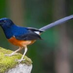 Murai batu species animal indicates contains noise loud dense neck bird power very long has Ciri Khas Murai Batu Jawa dan Cara Merawatnya Agar Tetap Fit