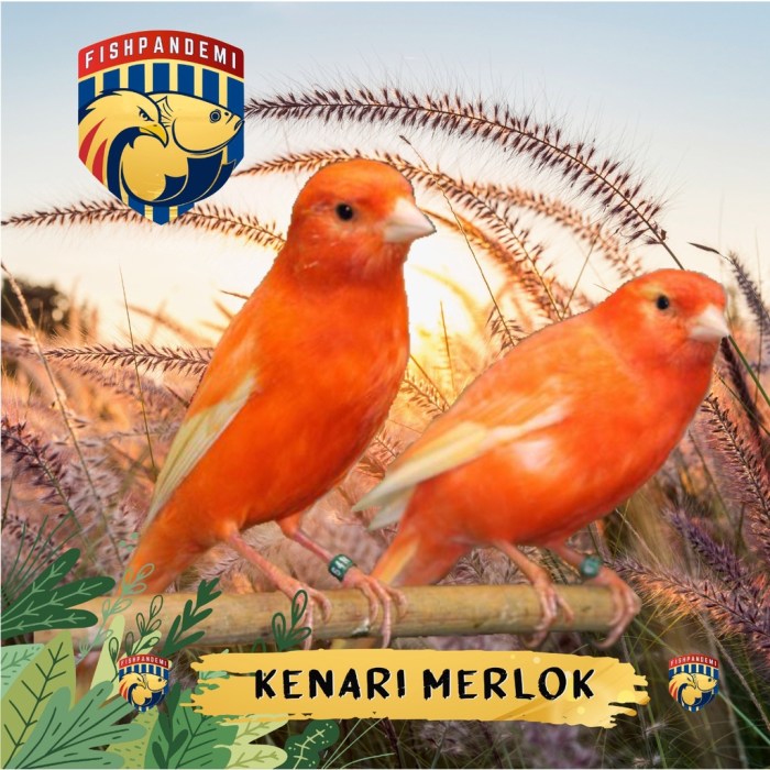 Kenari Merlok Gacor: Tips Perawatan dan Harga