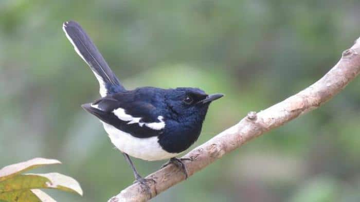 Birds magpie australia lark bird australian victoria white native peewee western like little identification visit au world