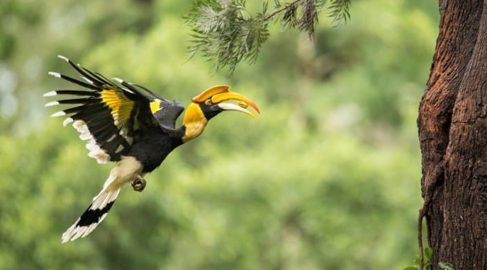 Bagaimana PERILAKU burung rangkong