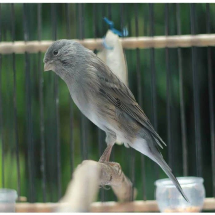 Kenari Starblue: Jenis, Harga, dan Cara Merawat