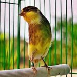 Kenari burung cepat gacor bakalan rawatan harian Kenari Loper Gacor: Cara Memilih dan Merawatnya