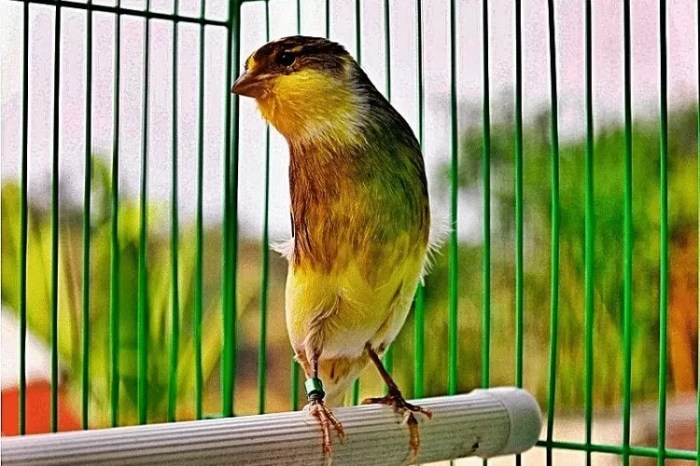 Kenari burung cepat gacor bakalan rawatan harian Kenari burung cepat gacor bakalan rawatan harian