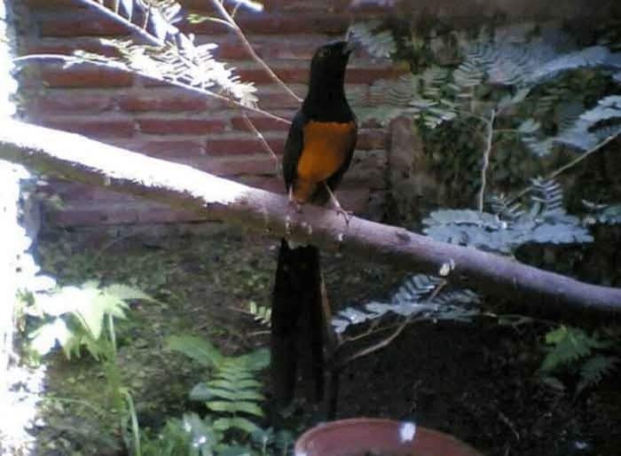 Nias murai raja batu digdaya