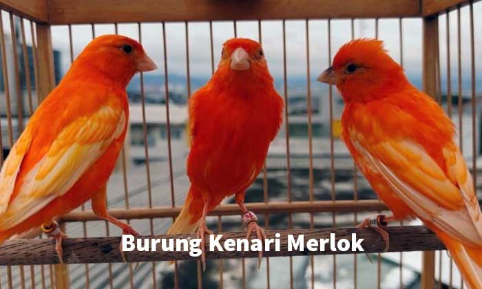 Kenari Merlok Gacor: Tips Perawatan dan Harga