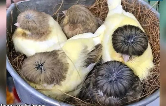 Kenari Gloster: Perawatan Harian dan Tips Pemeliharaan