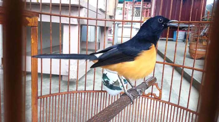 Daftar Harga Murai Batu Bordan di Pasaran Saat Ini