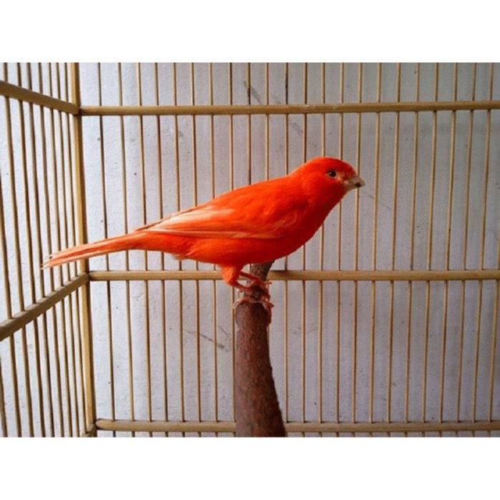 Kenari Merlok Gacor: Tips Perawatan dan Harga