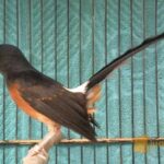 Harga Anakan Murai Batu Jantan: Pilihan Terbaik untuk Kontes