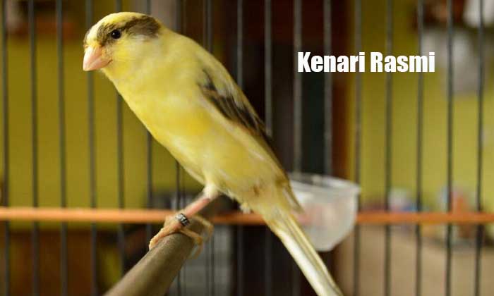Kenari Af: Tips Memilih dan Merawat untuk Pemula