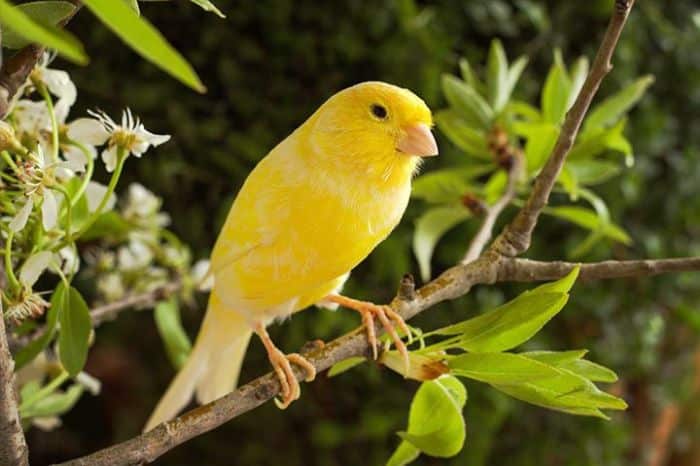 Russian canary canaries birds bird joe choose board pet