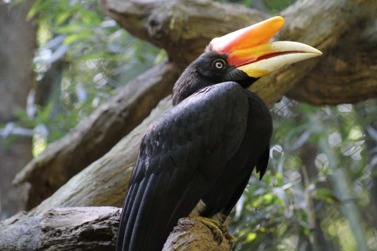 Hornbill rhinoceros javan zoochat thylacinealive dec Burung rangkong Jawa