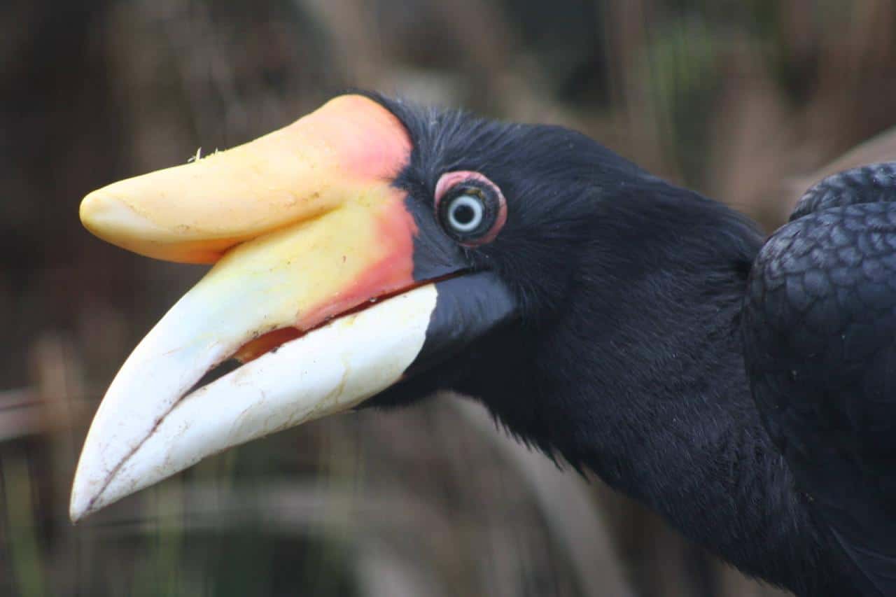 Hornbill female rhinoceros javan 2010 chester zoochat oct Burung rangkong Jawa