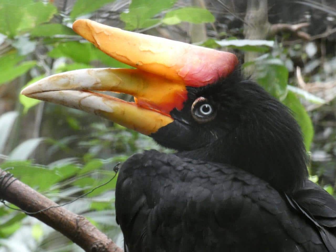 Hornbill rhinoceros chester javan Hornbill rhinoceros chester javan