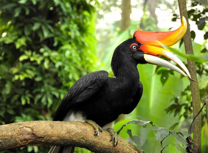 Hornbill great birds Burung rangkong berasal dari