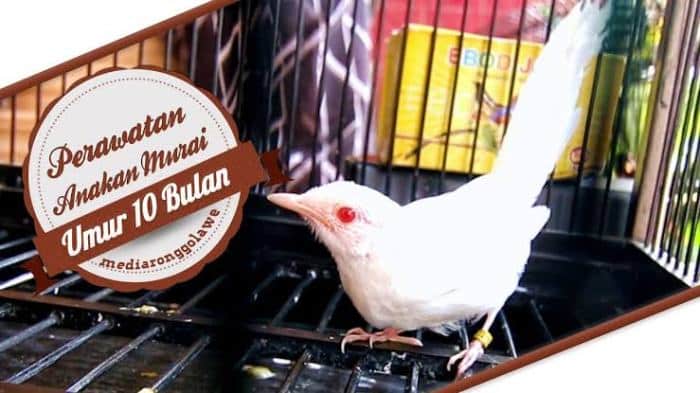 Panduan Merawat Murai Batu Albino: Jenis Langka dengan Harga Fantastis