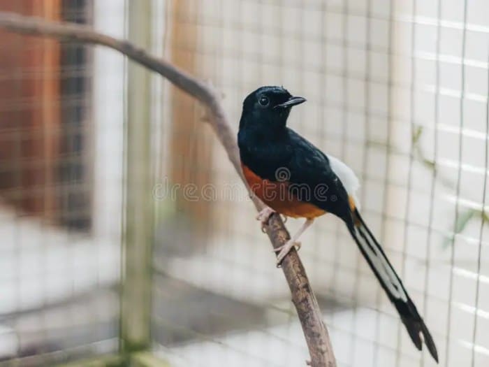 Murai batu burung ternak kicau ciri kenalan juta sampai kaskus tipe hewan