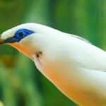 mynah-bird-SN-long Panduan Perawatan Anakan Murai Batu agar Tumbuh Sehat