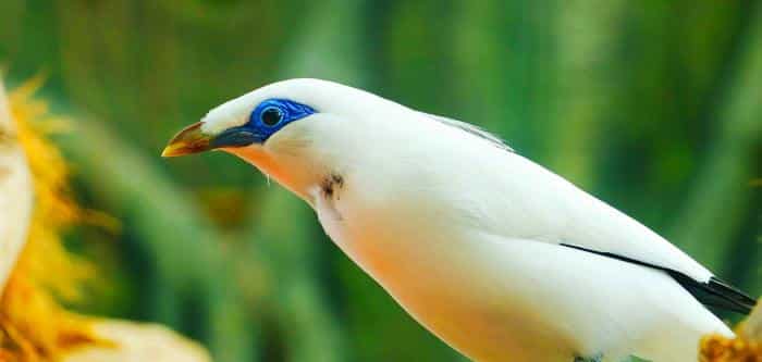Panduan Perawatan Anakan Murai Batu agar Tumbuh Sehat