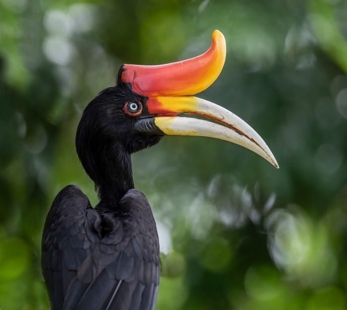 Hornbill great bird indian birds pradesh arunachal india state national hornbills animals species choose board duck Hornbill great bird indian birds pradesh arunachal india state national hornbills animals species choose board duck