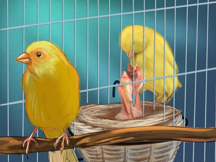 Canary male female choose wikihow Canary male female choose wikihow