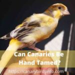 Canaries breed female if wikihow Asinan untuk Burung Kenari: Tips Pemberian yang Tepat