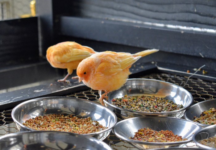 Canaries mixes immune carbohydrates functioning fatty containing acids variety