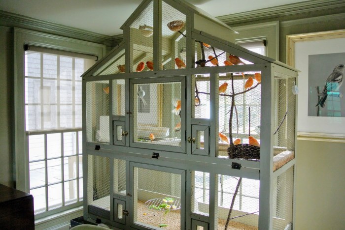 Cara Menjaga Kebersihan Kandang dan Sangkar Kenari