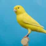 Tips Memilih Burung Kenari untuk Lomba Kicau