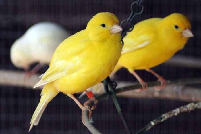 Canary canaries singing male sing varieties song finches omlet certain others better than but Panduan Merawat Burung Kenari agar Gacor dan Sehat