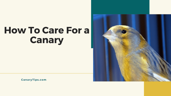 Canary Panduan Merawat Burung Kenari agar Gacor dan Sehat