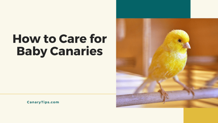 Panduan Merawat Kenari Paud agar Sehat dan Aktif