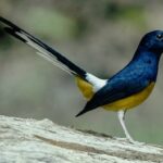 Murai burung batu merawat mengobati bisa cacingan jadi obat dimana nafsu menunjukkan indikasi yg cacing Cara Mengatasi Murai Batu Stres: Panduan Praktis untuk Pecinta Murai