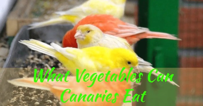 Canaries Sayuran untuk Kenari agar Cepat Gacor dan Sehat