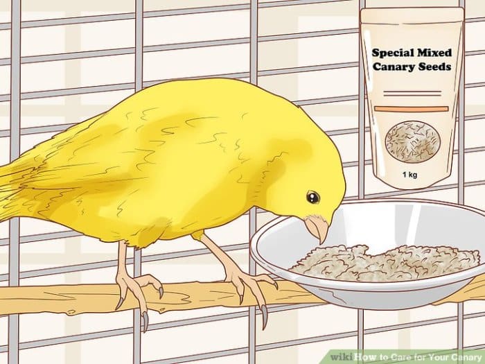 Canaries canary breeding themarthablog nests nesting Canaries canary breeding themarthablog nests nesting