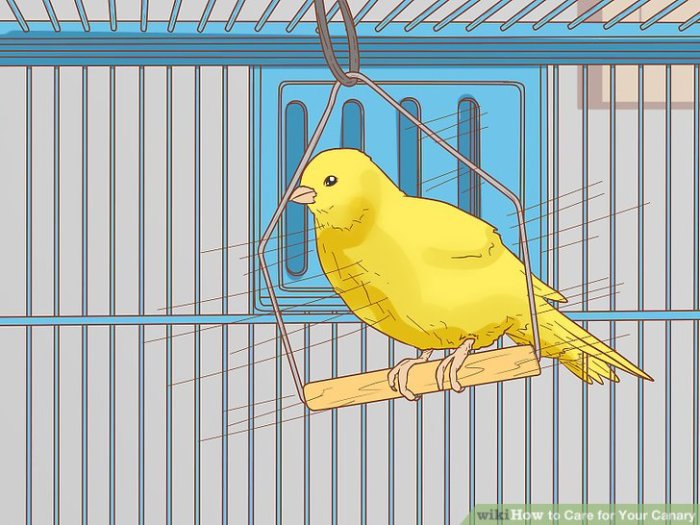 Cara Menjemur Burung Kenari yang Benar dan Aman