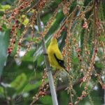 Oriole naped bird bluebirds diego san oriolus orioles old world zoo ca nejohnston birds Perlengkapan dan Aksesoris Burung Murai Batu