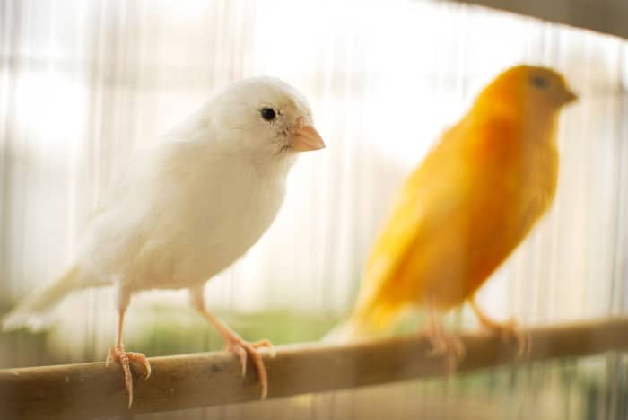 Kanarya canary oiseaux canaris resimleri canari