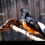 Batu murai shama bird kroto peternakan burung jangkrik dan Penyebab dan Cara Mengatasi Murai Batu Ngukluk: Apa yang Harus Dilakukan?