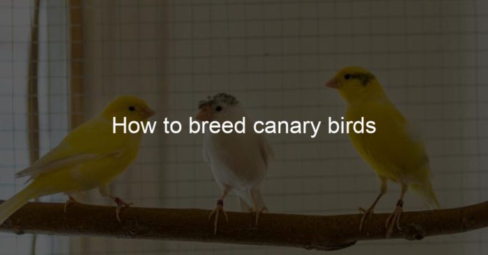 Canary breeding Cara Memilih Indukan Kenari yang Bagus untuk Breeding