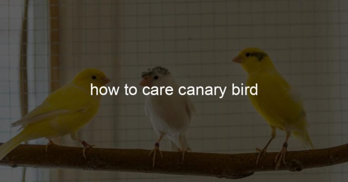 Cara Merawat Burung Kenari agar Selalu Sehat